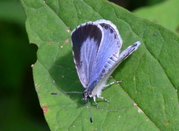 Celastrina argiolus (Kutsal Mavi) – Ahmet Güngör, Ordu