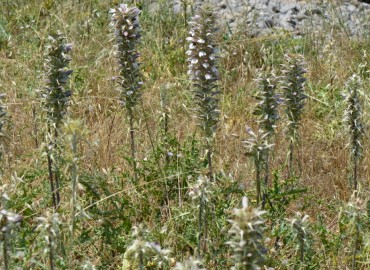 Acanthus spinosus