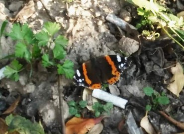 Vanessa atalanta (Atalanta kelebeği) – Asrın Akıncıoğlu, Kırklareli
