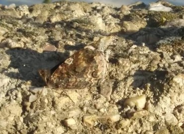 Vanessa atalanta (Atalanta kelebeği) – Asrın Akıncıoğlu, Kırklareli