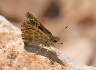 Carcharodus alceae (Hatmi Zıpzıpı) – Ahmet Güngör, İzmir