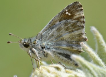 Carcharodus alceae (Hatmi Zıpzıpı) – Ahmet Güngör, İzmir