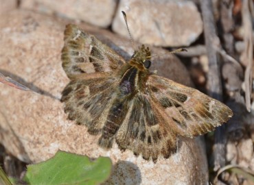 Carcharodus alceae (Hatmi Zıpzıpı) – Ahmet Güngör, İzmir