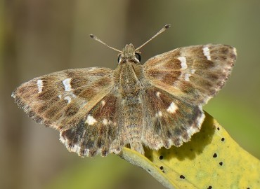 Carcharodus orientalis (Şark Zıpzıpı) – Ahmet Güngör, Muğla