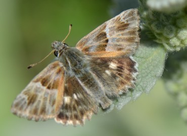 Carcharodus orientalis (Şark Zıpzıpı) – Ahmet Güngör, İzmir