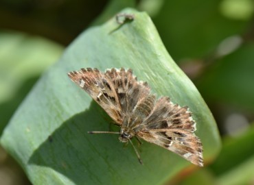 Carcharodus orientalis (Şark Zıpzıpı) – Ahmet Güngör, İzmir