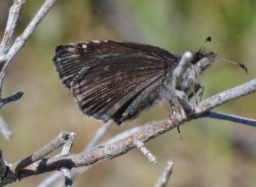 Erynnis marloyi (Kara Zıpzıp) – Ahmet Güngör, İzmir