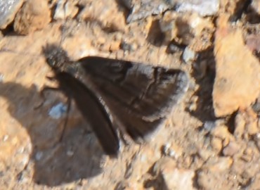 Erynnis marloyi (Kara Zıpzıp) – Ahmet Güngör, İzmir