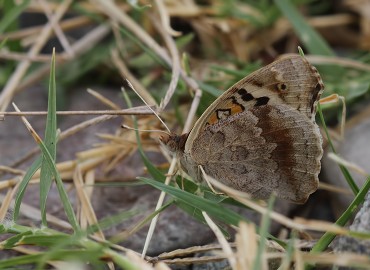 Junonia orithya (Dicle Güzeli) – Gavurdağlı, Osmaniye
