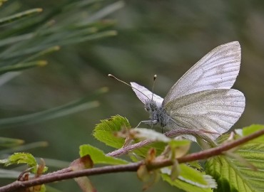 Pieris bryoniae (Hübner, 1806) – çizgili dağbeyazmeleği – Gavurdağlı, Osmaniye