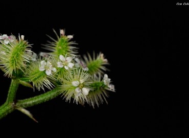 Torilis arvensis subsp. elongata