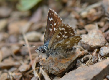 Spialia orbifer (Kızıl Zıpzıp) – Ahmet Güngör, İzmir