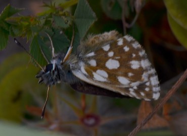 Spialia orbifer (Kızıl Zıpzıp) – Ahmet Güngör, İzmir