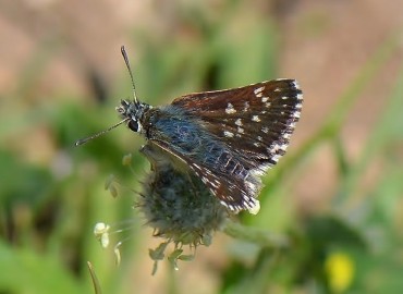 Spialia orbifer (Kızıl Zıpzıp) – Ahmet Güngör, İzmir
