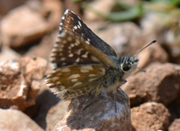 Spialia orbifer (Kızıl Zıpzıp) – Ahmet Güngör, İzmir