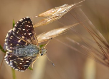 Spialia orbifer (Kızıl Zıpzıp) – Ahmet Güngör, Muğla