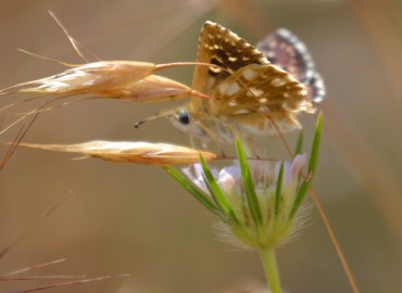 Spialia orbifer (Kızıl Zıpzıp) – Ahmet Güngör, Muğla