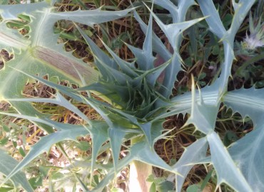 Eryngium campestre