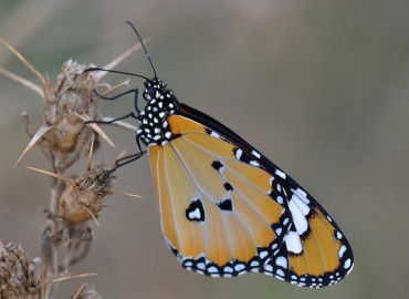 Danaus chrysippus (Sultan) – Ahmet Güngör, Muğla