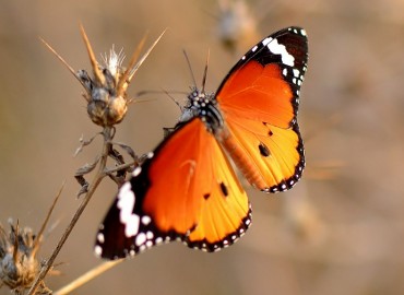 Danaus chrysippus (Sultan) – Ahmet Güngör, Muğla