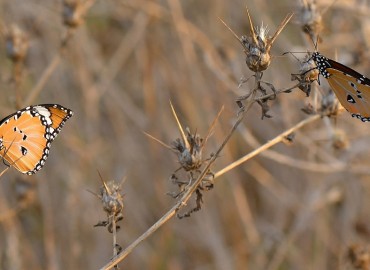 Danaus chrysippus (Sultan) – Ahmet Güngör, Muğla