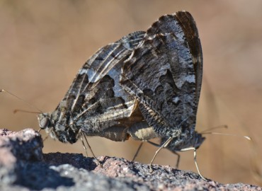 Hipparchia aristaeus (Güney kızılmeleği) – Ahmet Güngör, İzmir