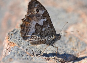 Hipparchia aristaeus (Güney kızılmeleği) – Ahmet Güngör, İzmir