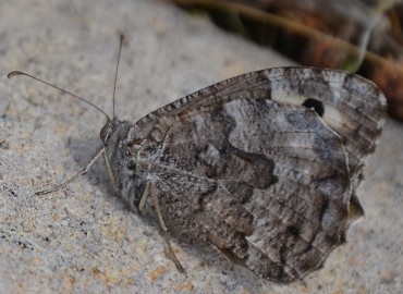 Hipparchia aristaeus (Güney kızılmeleği) – Ahmet Güngör, İzmir