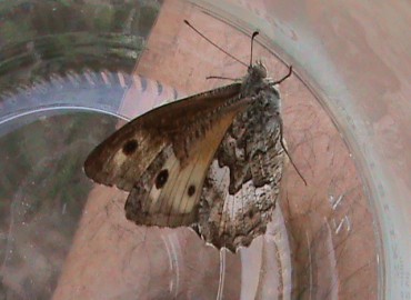 Hipparchia aristaeus (Güney kızılmeleği) – Ahmet Güngör, İzmir