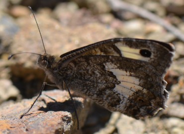 Pseudochazara anthelea (Anadolu yalancıcadısı) – Ahmet Güngör, İzmir