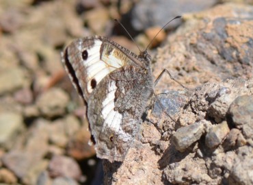 Pseudochazara anthelea (Anadolu yalancıcadısı) – Ahmet Güngör, İzmir