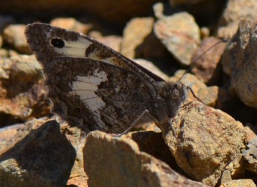 Pseudochazara anthelea (Anadolu yalancıcadısı) – Ahmet Güngör, İzmir