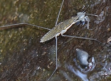 Gerris lacustris (Linnaeus, 1758)