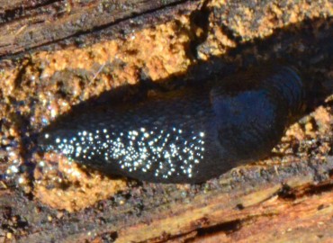 Arion ater (Linnaeus, 1758)