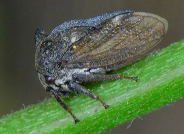 Centrotus cornuta (Linnaeus, 1758)