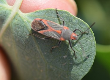 Caenocoris nerii (Germar, 1847)