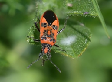 Corizus hyosciami (Linnaeus, 1758)