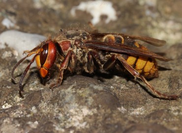 Vespa crabro (Avrupa Eşek Arısı) – Murat Yangın, Zonguldak