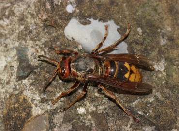 Vespa crabro (Avrupa Eşek Arısı) – Murat Yangın, Zonguldak