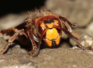 Vespa crabro (Avrupa Eşek Arısı) – Murat Yangın, Zonguldak