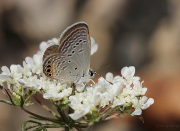 Chilades trochylus (Mücevher Kelebeği) – Murat Yangın, Zonguldak