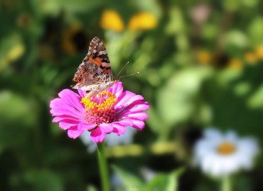 Vanessa cardui (Diken kelebeği) – Murat Yangın, Zonguldak