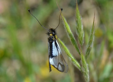 Libelloides lacteus (Baykuş böceği , sineği) – Ahmet Güngör, Manisa