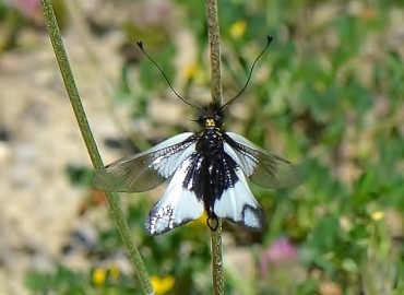 Libelloides lacteus (Baykuş böceği , sineği) – Ahmet Güngör, Manisa