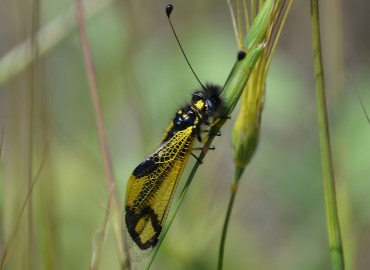 Libelloides rhomboideus (Schneider, 1845)