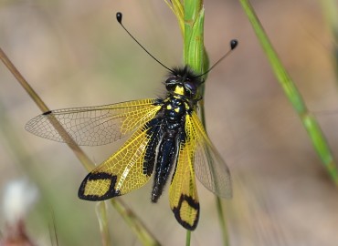 Libelloides rhomboideus (Schneider, 1845) – Ahmet Güngör, İzmir
