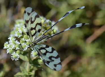 Nemoptera sinuata (Olivier, 1811) (Uçurtma Böceği) – Ahmet Güngör, İzmir