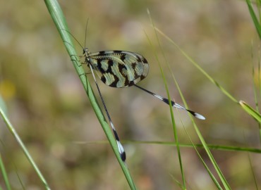 Nemoptera sinuata (Olivier, 1811) (Uçurtma Böceği) – Ahmet Güngör, İzmir