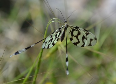 Nemoptera sinuata (Olivier, 1811) (Uçurtma Böceği) – Ahmet Güngör, İzmir