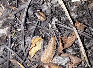 Silpha obscura obscura (Linnaeus, 1758)